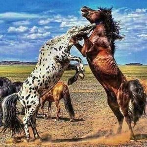 Meet your Posher, Batson